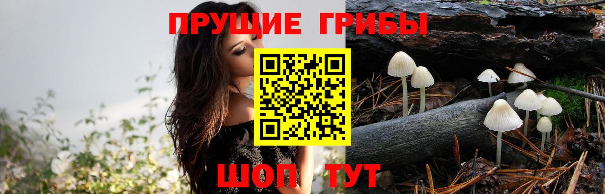 Галлюциногенные грибы GOLDEN TEACHER Владимир